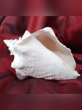 Large Queen White Conch Shell Natural Bleach